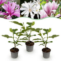 Tuinplant - Magnolia Tricolour - Bloem Wit-Roze-Paars - 3 Planten - Bladverliezend - Weinig Onderhoud - Pot 12cm Hoogte 30cm