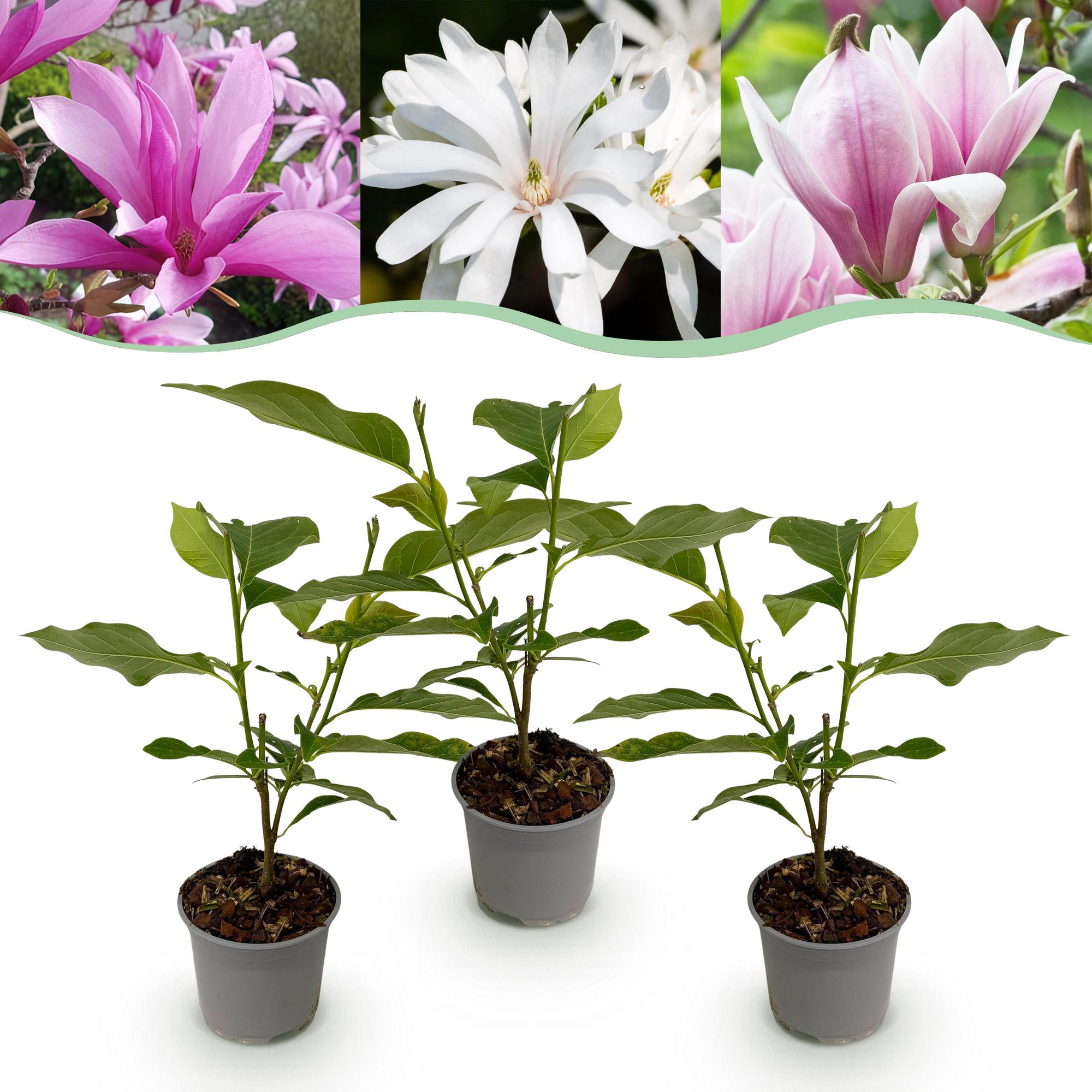 Tuinplant - Magnolia Tricolour - Bloem Wit-Roze-Paars - 3 Planten - Bladverliezend - Weinig Onderhoud - Pot 12cm Hoogte 30cm