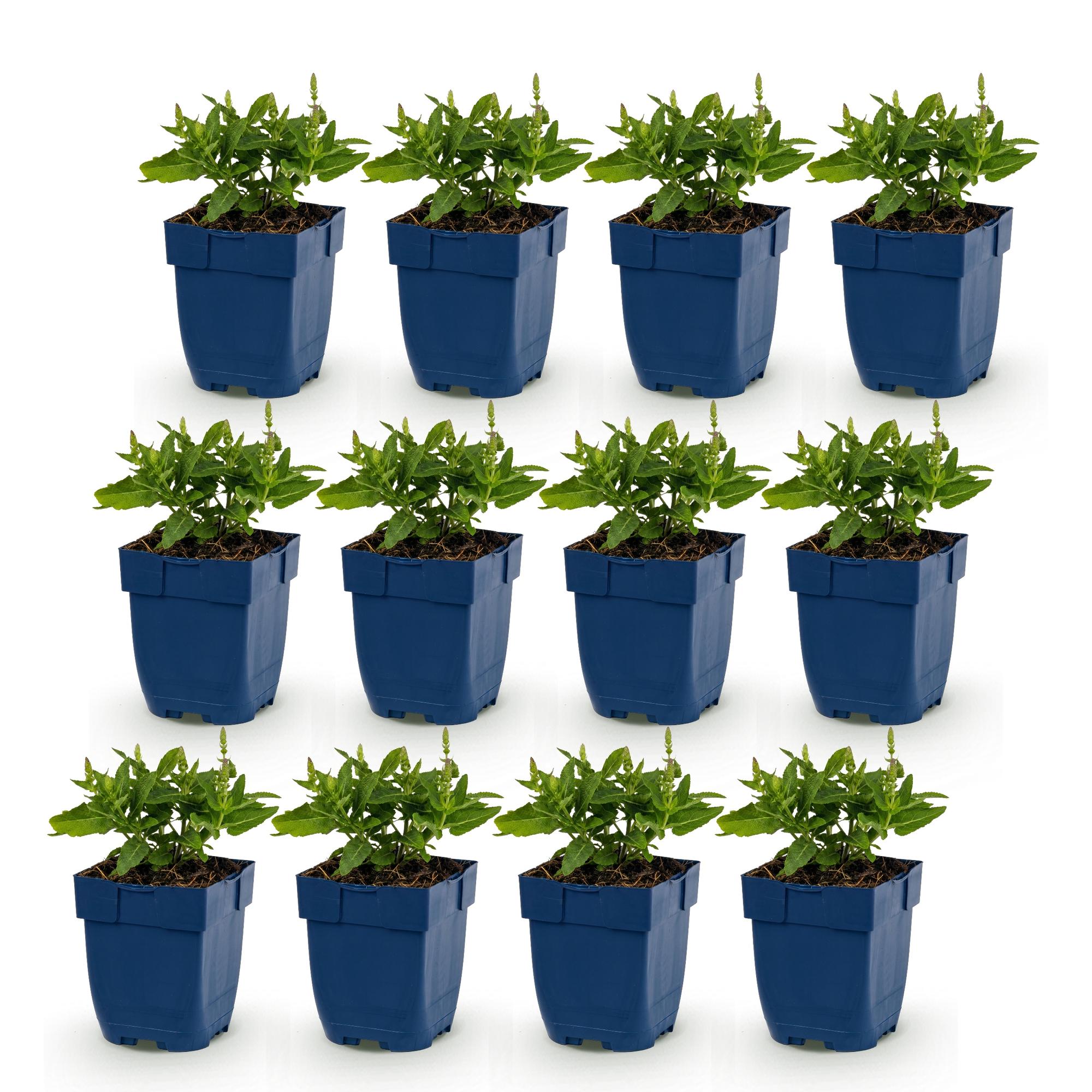 Vasteplant - Salvia Tricolour - Salie - Geurend - Paars - Roze - Wit - 12 Planten - Pot 11cm - Hoogte 15-25cm