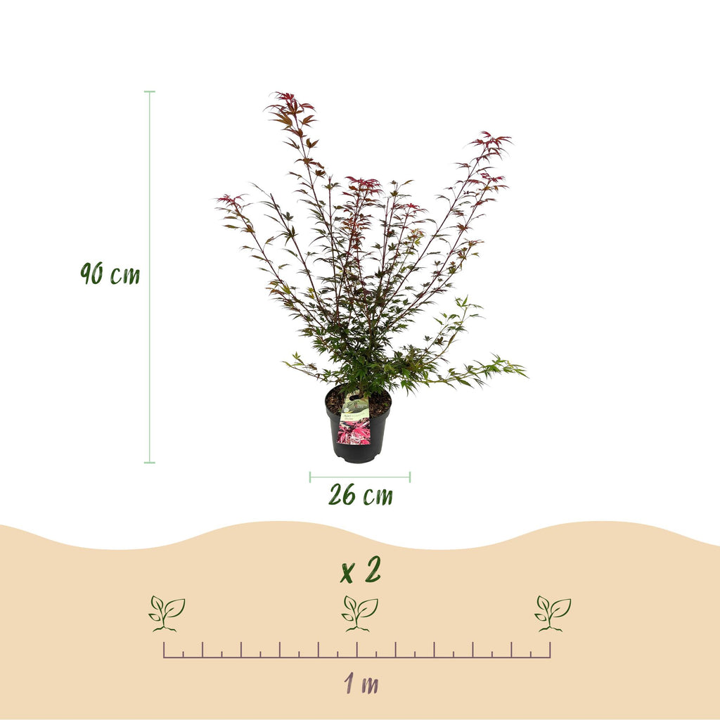 Tuinplant - Acer palmatum Shaina - Japanse Esdoorn - Bladverliezend - Rood - 1 - Pot 26cm - Hoogte 90cm