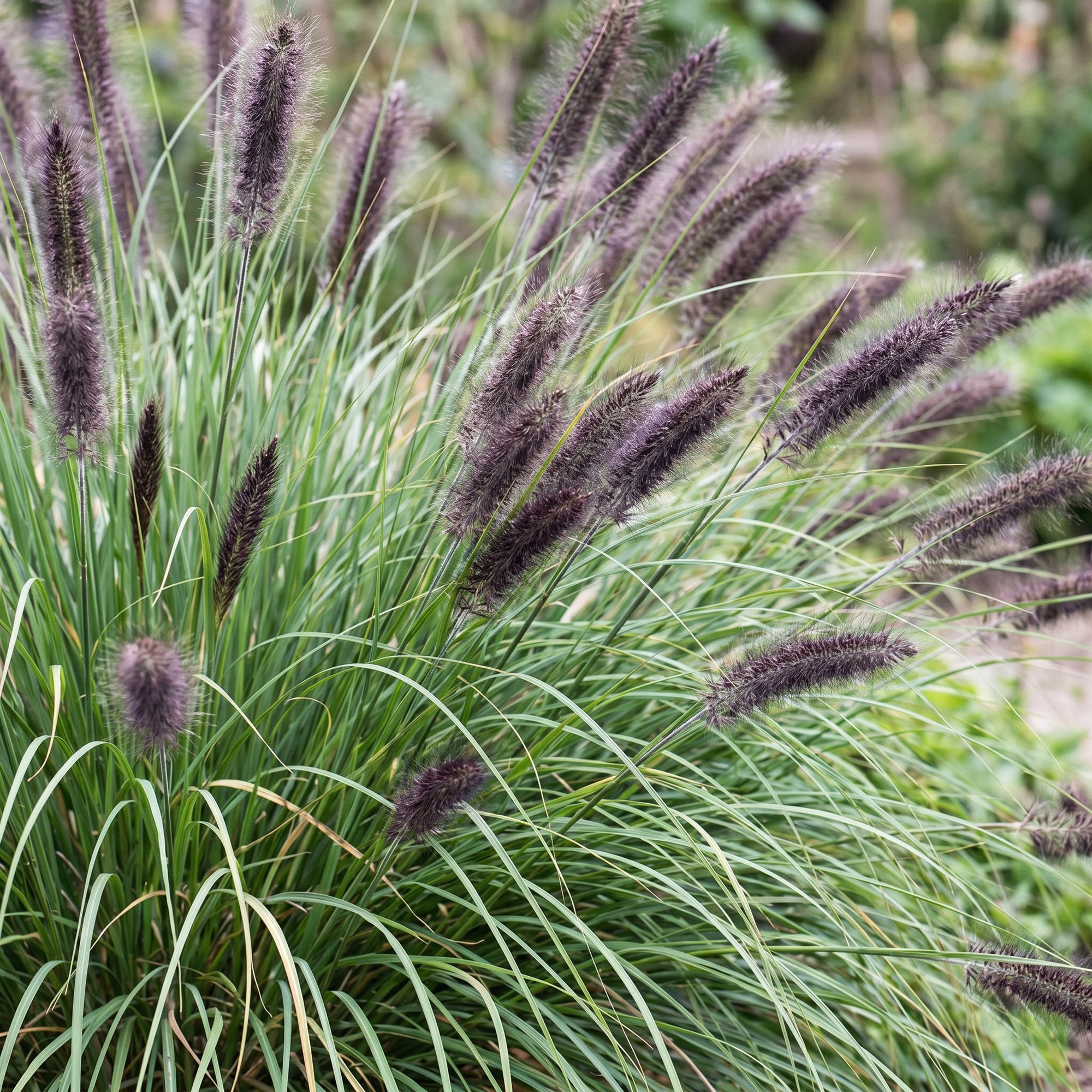 Grassen - Pennisetum alop. Black Beauty - Lampenpoetsergras - Met Pluim - Groen - 6 Planten - Pot 11cm - Hoogte 15-25cm