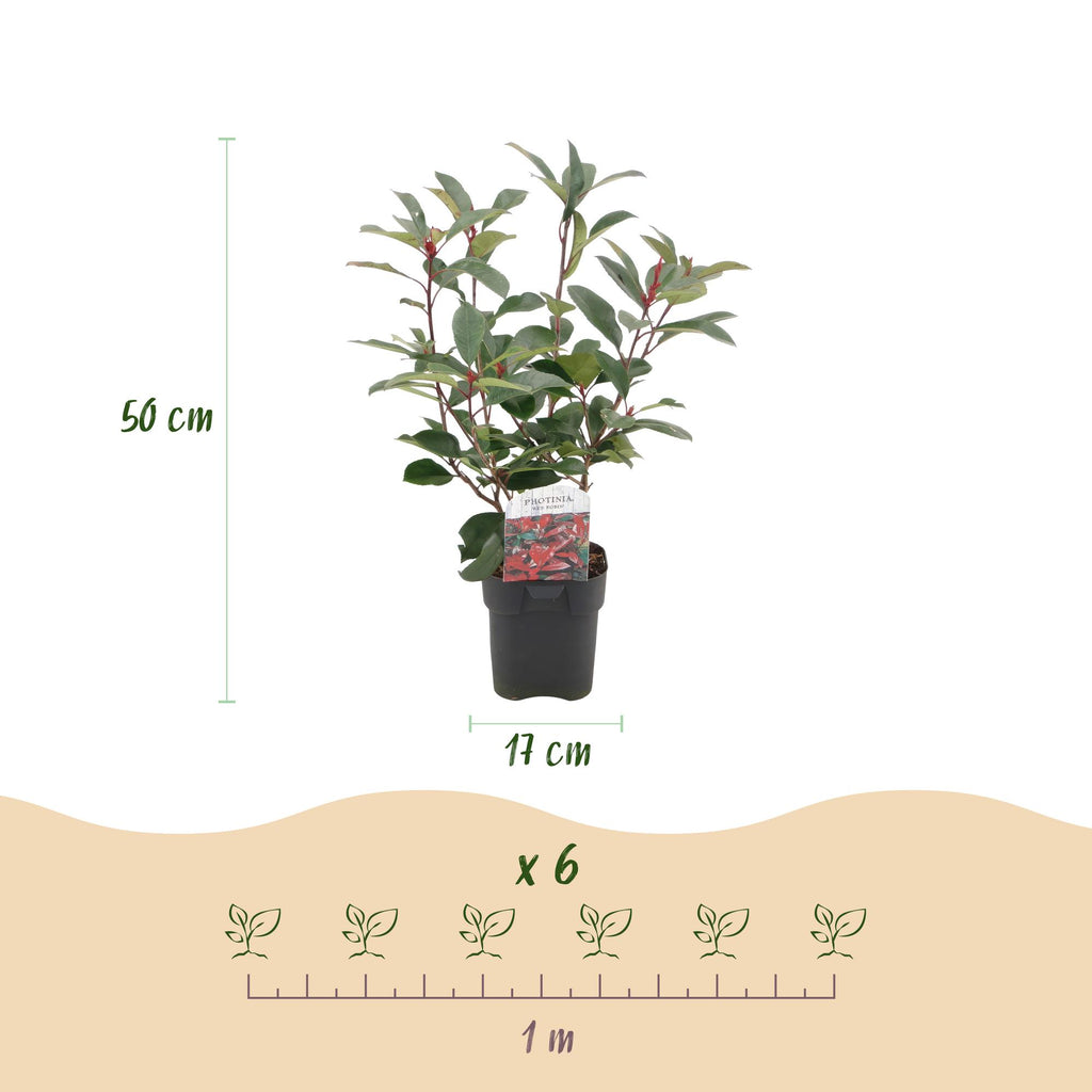 Haagplanten - Photinia fraseri Red Robin - groen rood  - 6 planten - 1 strekkende meter - groenblijvend - pot 17cm hoogte 50cm