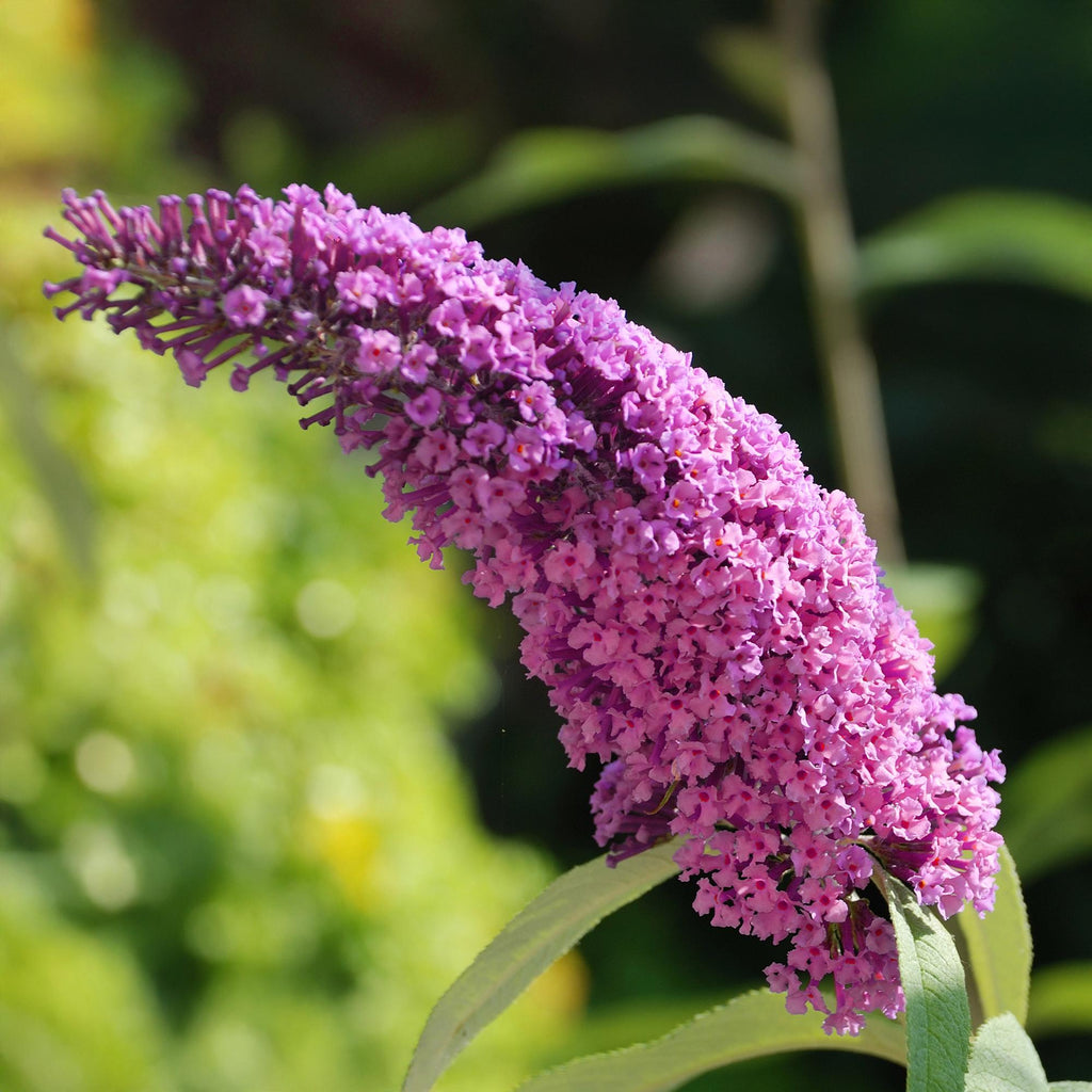 Tuinplant - Buddleja davidii Pink Delight - Vlinderstruik - Winterhard - Roze - 1 Plant - Pot 17cm - Hoogte 45cm