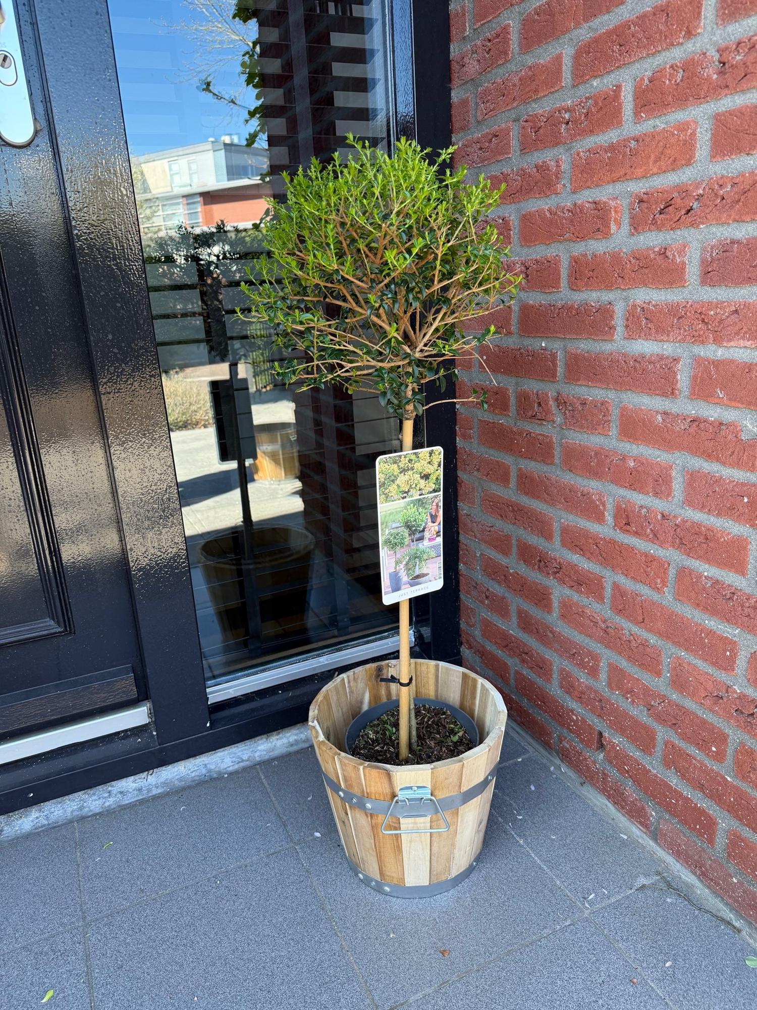 Plant op Stam - Ligustrum delavayanum - Terras Plant - Bladhoudend - Winterhard - Groen Blad - Pot 19cm Hoogte 90cm