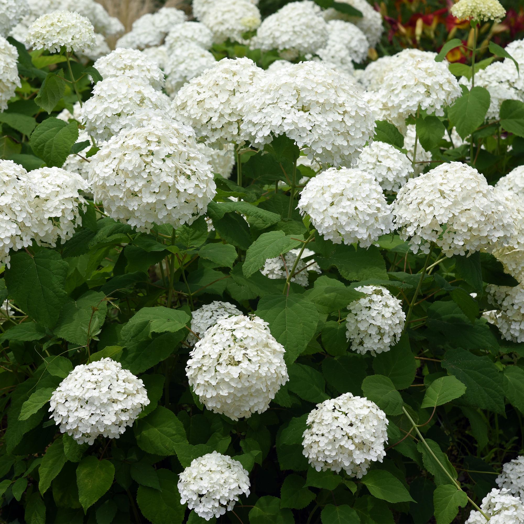 Tuinplant - Hydrangea arborescens Annabelle - Pluimhortensia - Winterhard - Wit - 3 Planten - Pot 12cm - Hoogte Hoogte 20-30cm