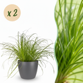 Kamerplant - Cyperus alternifolius Zumula - Kattengras - Huisdiervriendelijke Plant - Groen - 2 Planten - met Potter Grijs - Pot 12cm - Hoogte 20cm