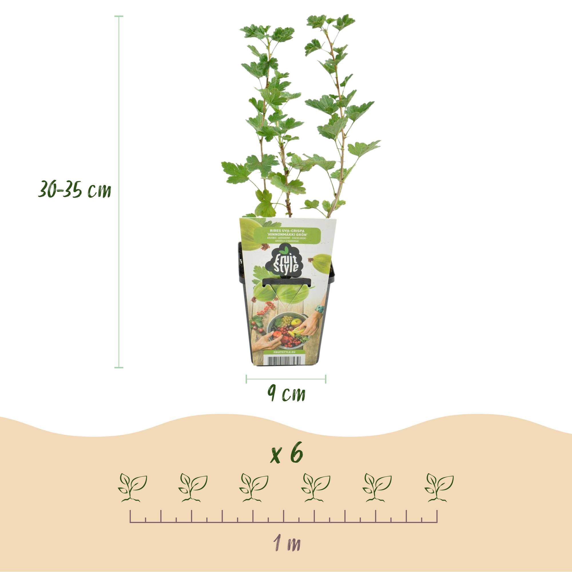 Fruitplanten - Kruisbes - Ribes uva-crispa Hinnonmaki Grun - Winterhard - 3 Planten - Pot 9 cm - Groene Bes