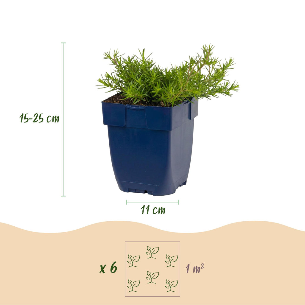 Vasteplant - Phlox MacDaniel's Cushion - Vlambloem - Bodembedekkend - Donker Roze - 12 Planten - Pot 11cm - Hoogte 15-25cm