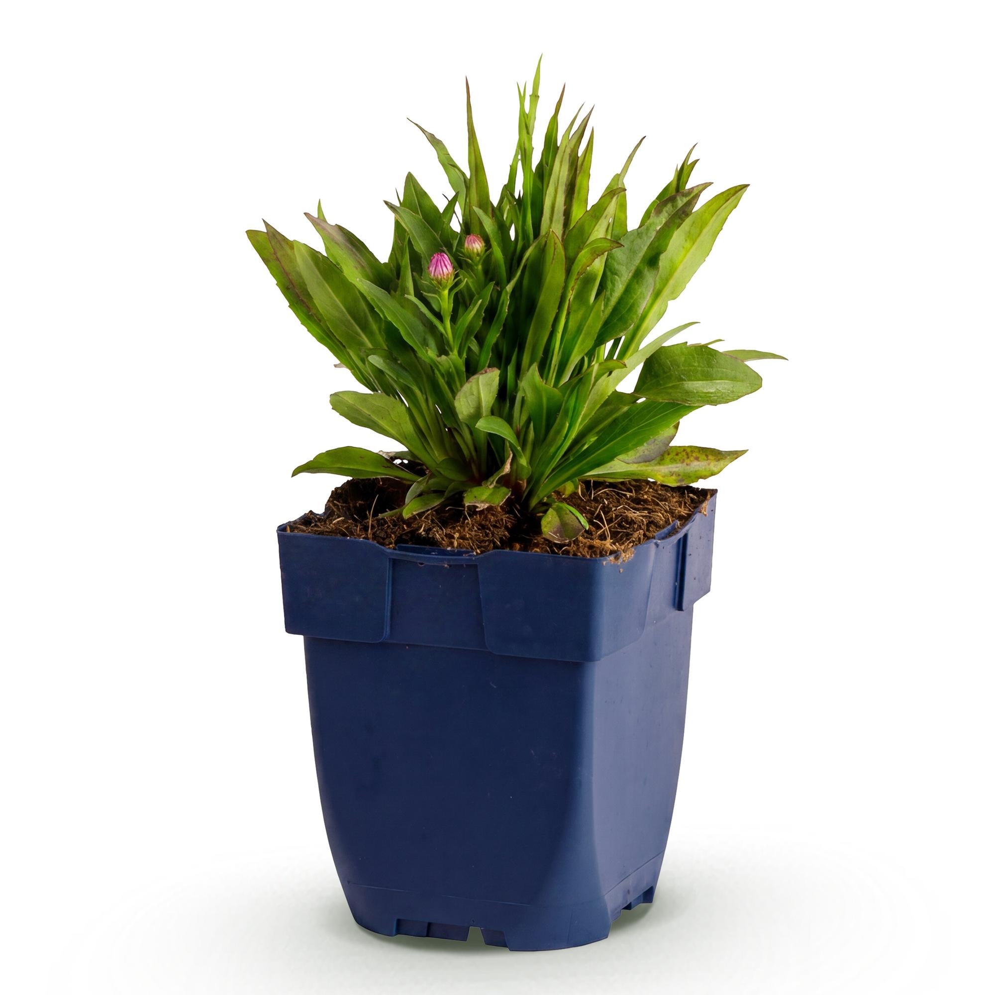 Vasteplant - Aster Wood's Pink - Pluimspirea - Bijen en Vlinderlokkers - Roze - 1 Plant - Pot 11cm - Hoogte 15-25cm