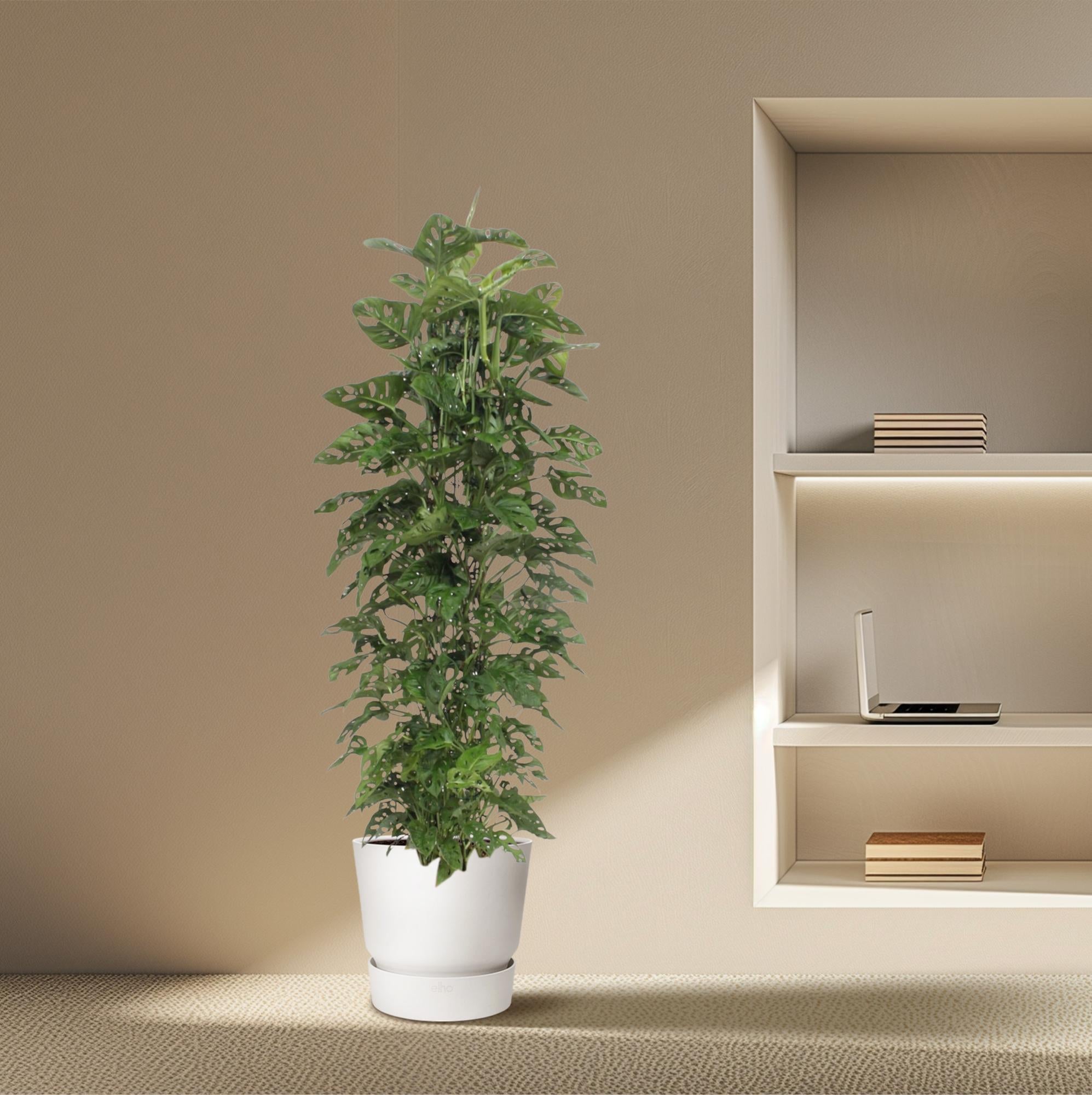 Monstera Monkey Leaf gaasrek - 180 cm - ø27