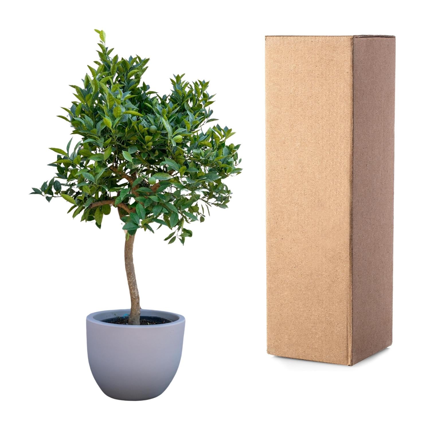 Sinaasappelboom - 200 cm - ø35