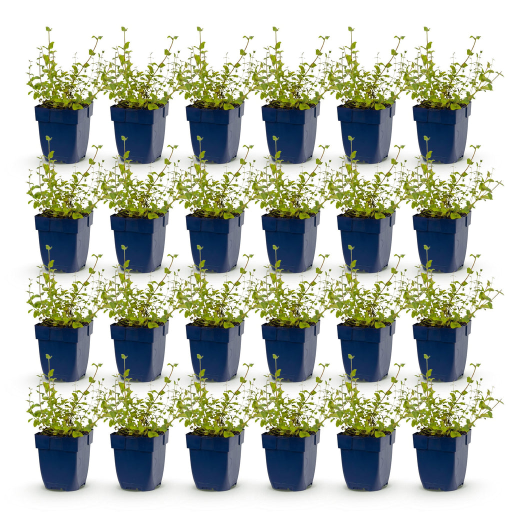 Vasteplant - Nepeta rac. Grog - Kattenkruid - Bijen- en vlinderlokkers - Blauw - 24 Planten - Pot 11cm - Hoogte 15-25cm