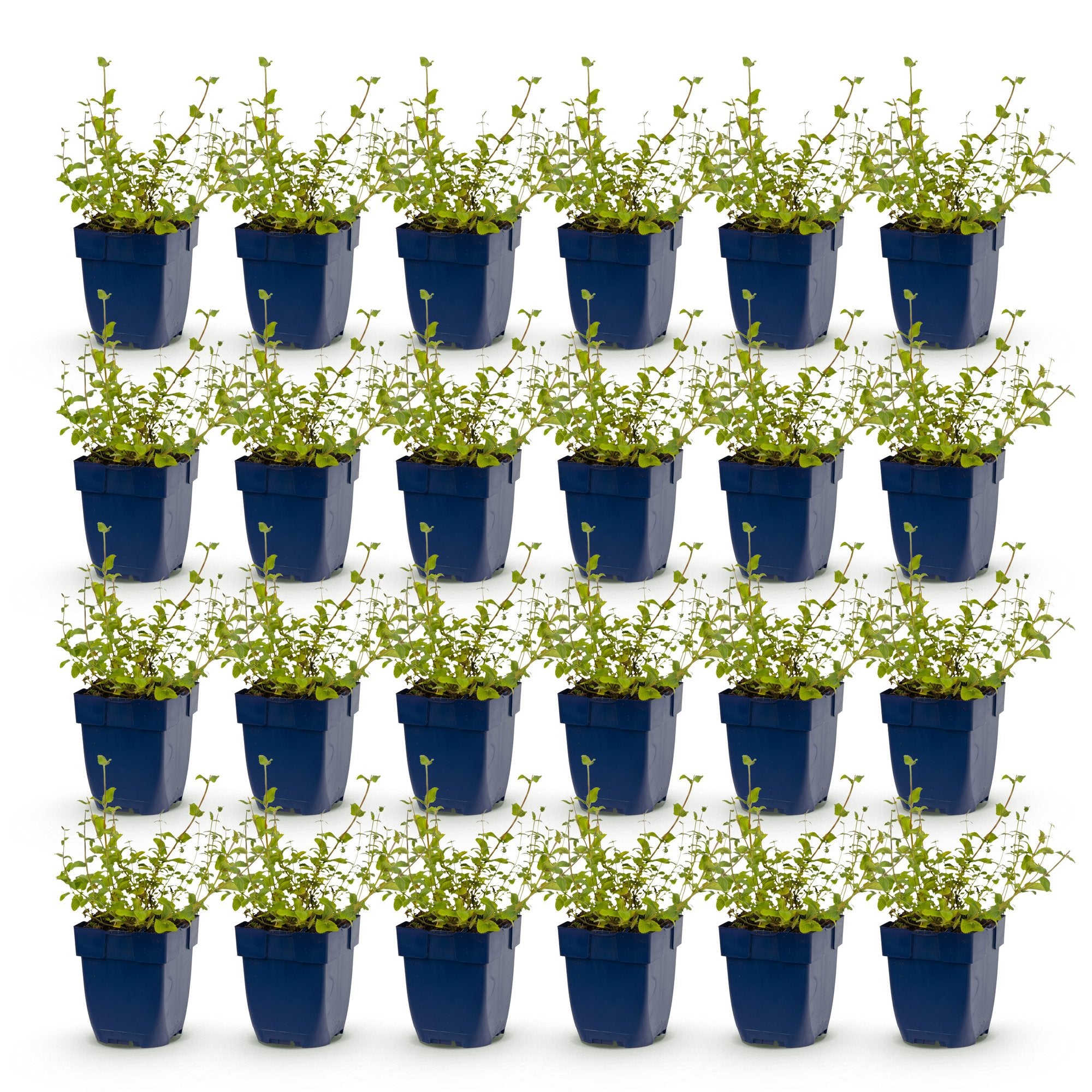 Vasteplant - Nepeta rac. Grog - Kattenkruid - Bijen- en vlinderlokkers - Blauw - 24 Planten - Pot 11cm - Hoogte 15-25cm