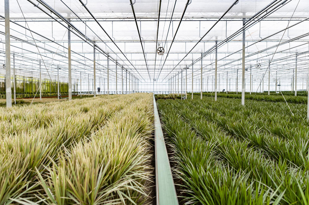 Dracaena Marginata - Ø21cm - ↕110cm