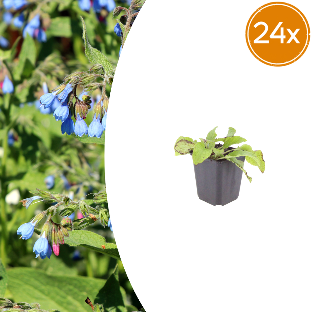24x Symphytum grand. 'Wisley Blue' - ↕10-25cm - Ø9cm