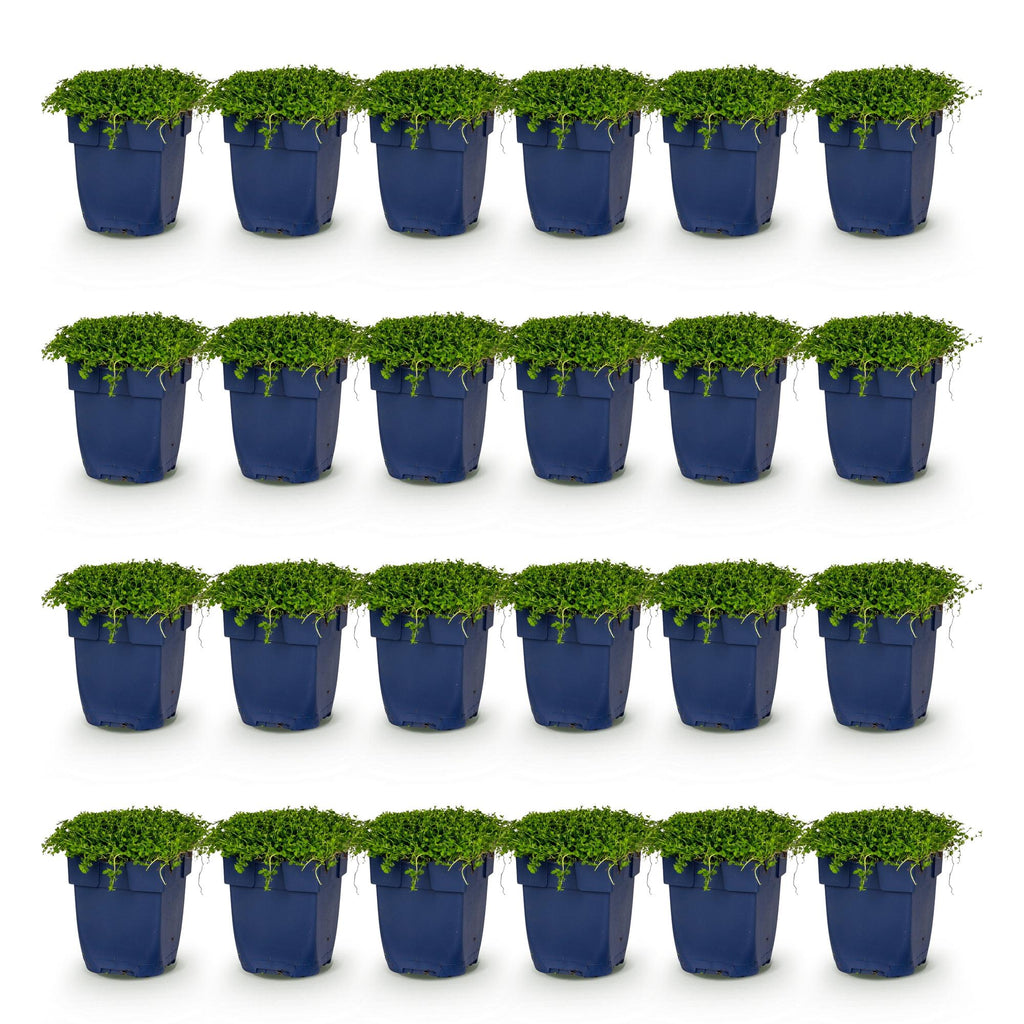 Vasteplant - Isotoma fluviatilis - Sterrenbloem - Rotsplanten - Licht Blauw - 24 Planten - Pot 11cm - Hoogte 15-25cm