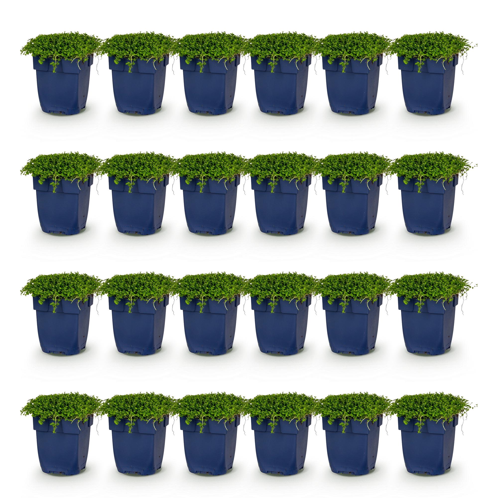 Vasteplant - Isotoma fluviatilis - Sterrenbloem - Rotsplanten - Licht Blauw - 24 Planten - Pot 11cm - Hoogte 15-25cm