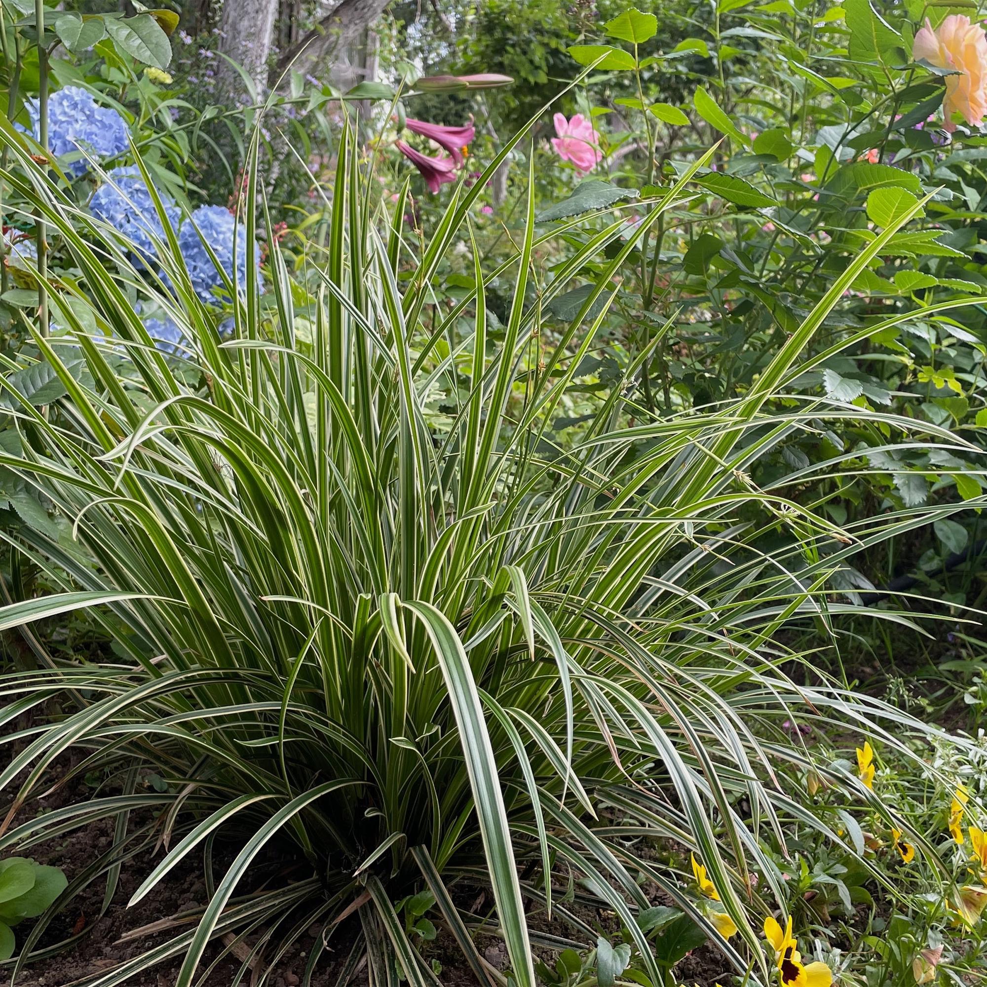 Siergrassen - Carex morrowii Ice Dance  - Wit & Groen - 4 Planten - Bladhoudend - Weinig Onderhoud - Pot 17cm Hoogte 50cm