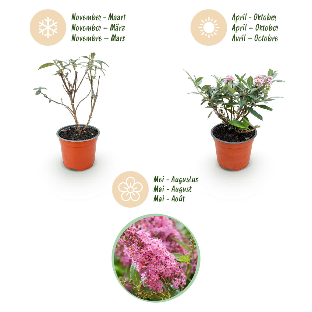 Tuinplant - Buddleja davidii Butterfly Candy Little Pink - Vlinderstruik - Compact - Roze - 3 Planten - Pot 12cm - Hoogte 20-25cm