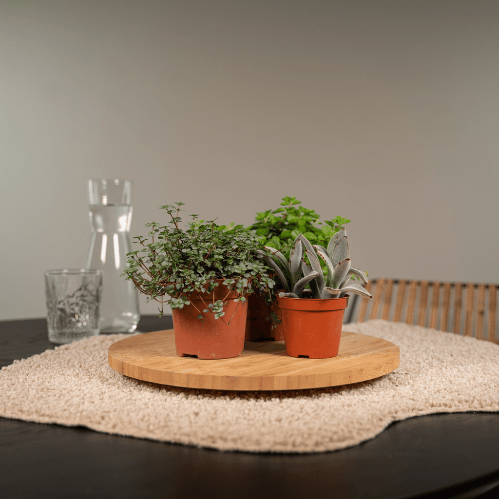 Succulenten Mix - 9 stuks - Ø8,5cm - ↕10 cm