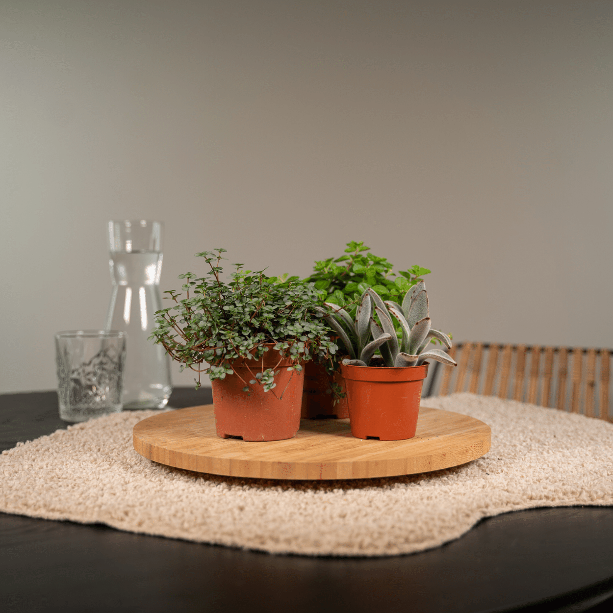 Succulenten Mix - 9 stuks - Ø8,5cm - ↕10 cm