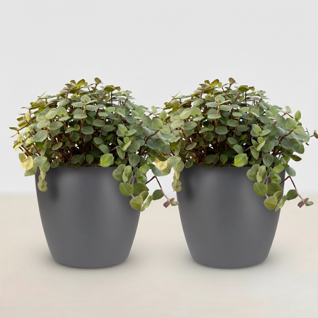 Kamerplant - Calissia repens - Kattengras - Huisdiervriendelijk - Groen - 2 Planten - met Potter Grijs - Pot 12cm - Hoogte 17-20cm