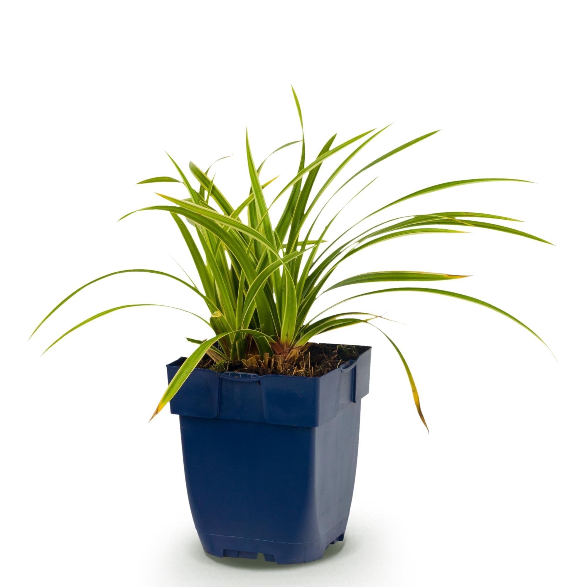 Grassen - Carex morrowii Ice Dance - Japanse Zegge - Groenblijvend - Creme-Groen - 1 Plant - Pot 11cm - Hoogte 15-25cm