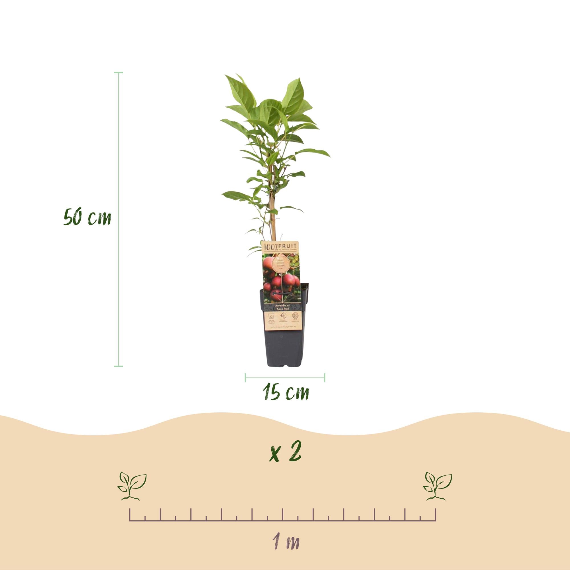 Fruitplant - Actinidia deliciosa Ken,s Red - Kiwiplant - Vrouwelijk - Rode Vrucht - 2 Planten - Pot 15cm - Hoogte 50cm