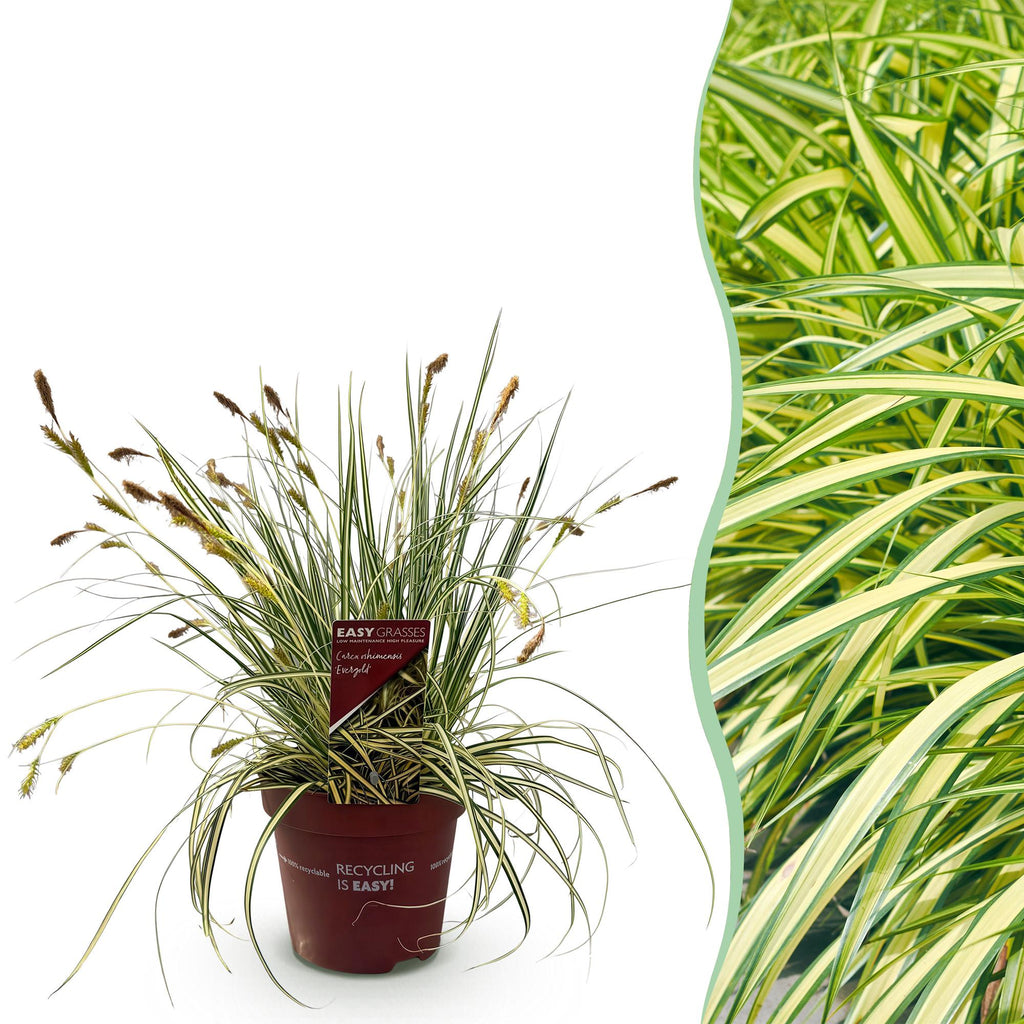 Siergrassen - Carex oshimensis Evergold - Geel & Groen - 1 Plant - Groenblijvend - Winterhard - Pot 17cm Hoogte 50cm