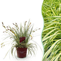 Siergrassen - Carex oshimensis Evergold - Geel & Groen - 1 Plant - Groenblijvend - Winterhard - Pot 17cm Hoogte 50cm