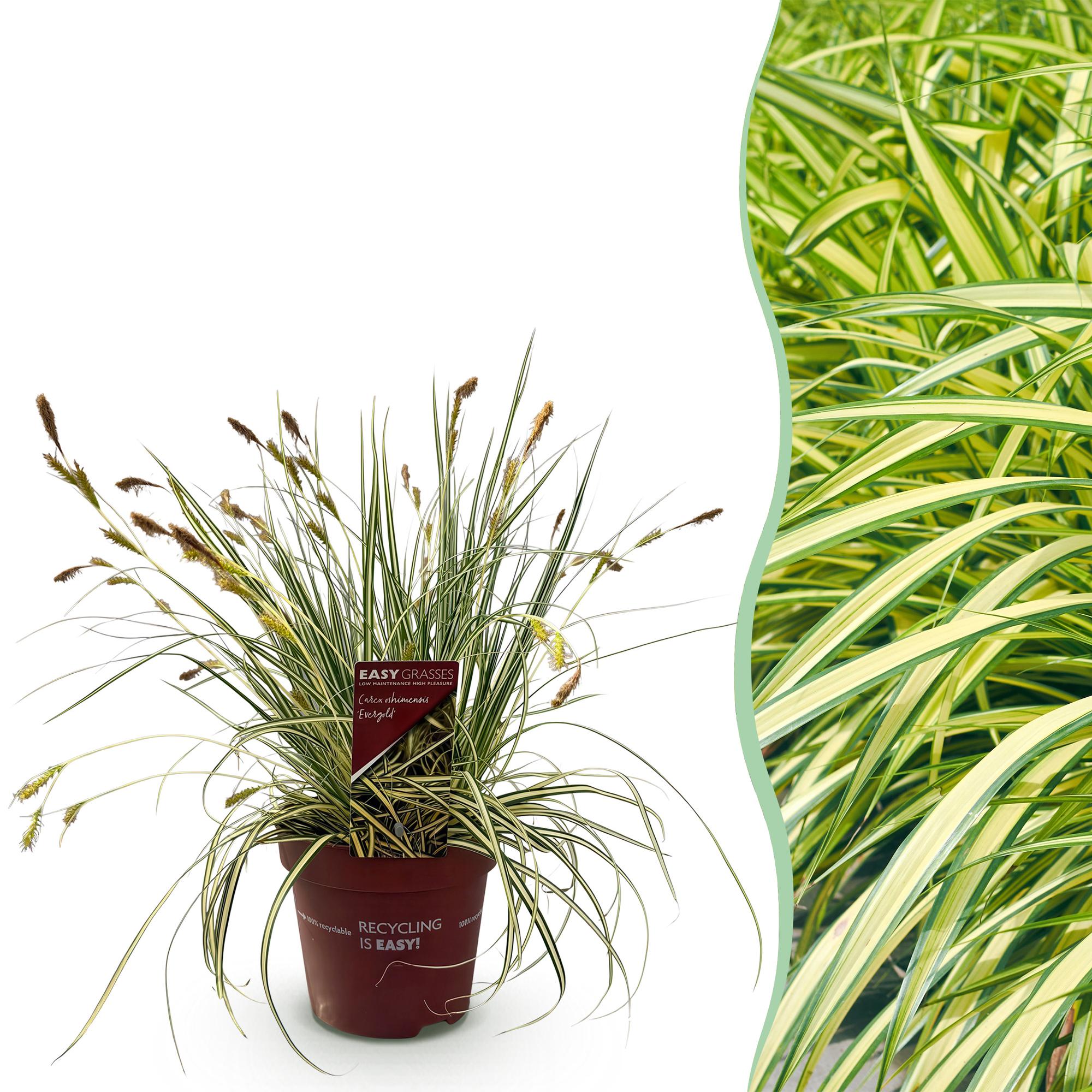 Siergrassen - Carex oshimensis Evergold - Geel & Groen - 1 Plant - Groenblijvend - Winterhard - Pot 17cm Hoogte 50cm
