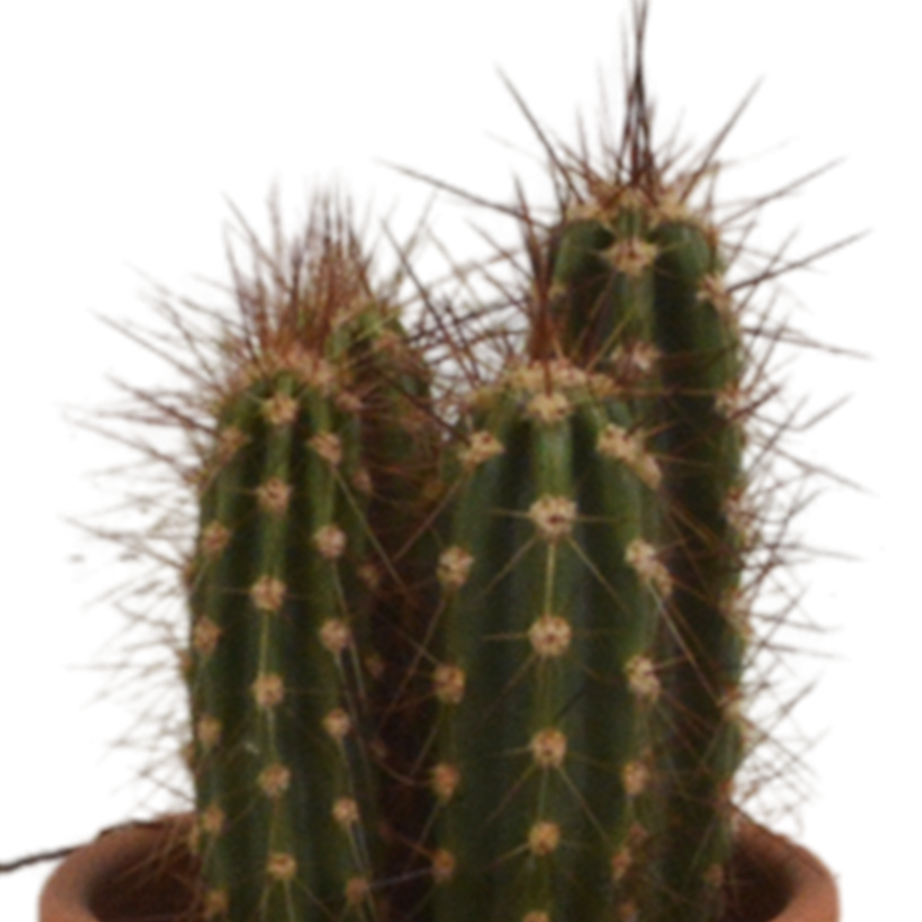 Cactus mix 5.5 cm - 5x - in terracotta pot
