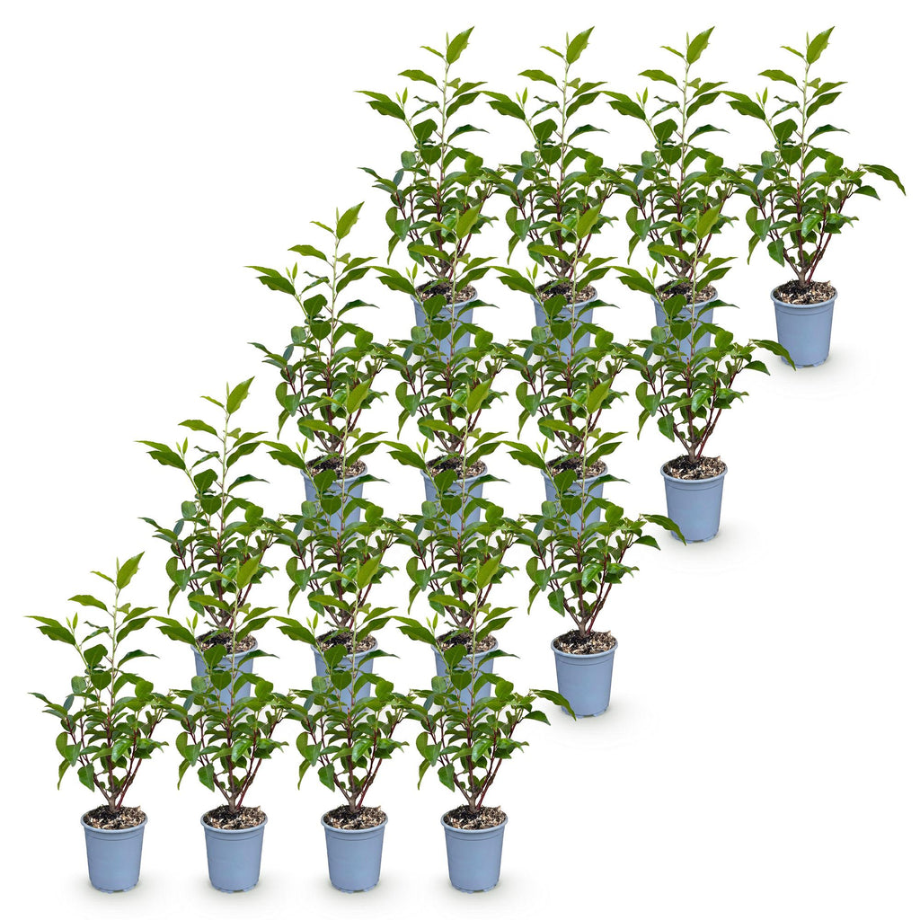 16x Prunus lusitanica Angustifolia - Portugese Laurier - Haagplanten - Groenblijvend - Groen - Pot 9cm - Hoogte 25-35cm