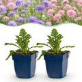 Vasteplant - Scabiosa Duo - Duifkruid - Bijen en Vlinderlokkers - Paars - Roze - 12 Planten - Pot 11cm - Hoogte 15-25cm