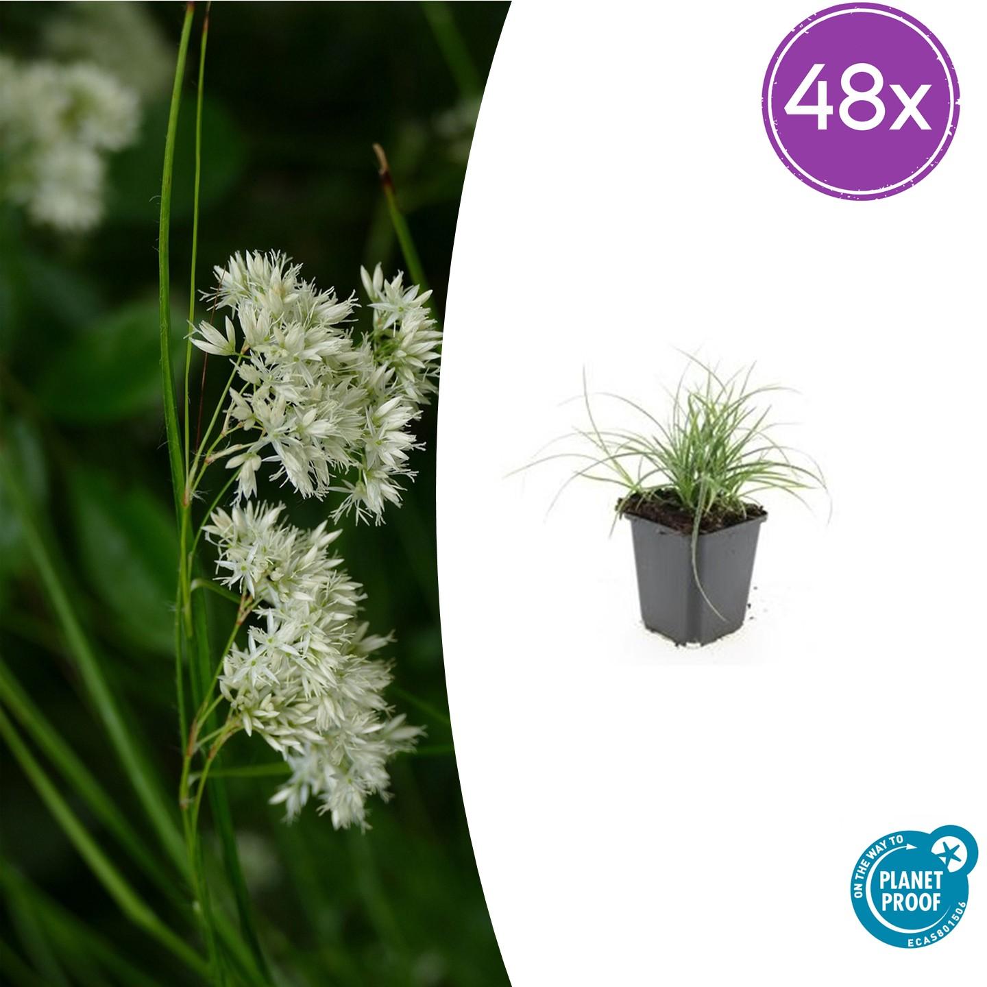 48x Luzula nivea - ↕10-25cm - Ø9cm