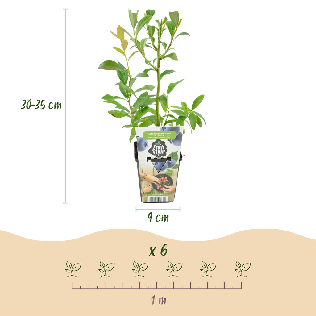 Fruitplanten - Blauwe Bes - Vaccinium corymbossum Bluegold - Winterhard - 3 Planten - Pot 9 cm - Blauwe Bes