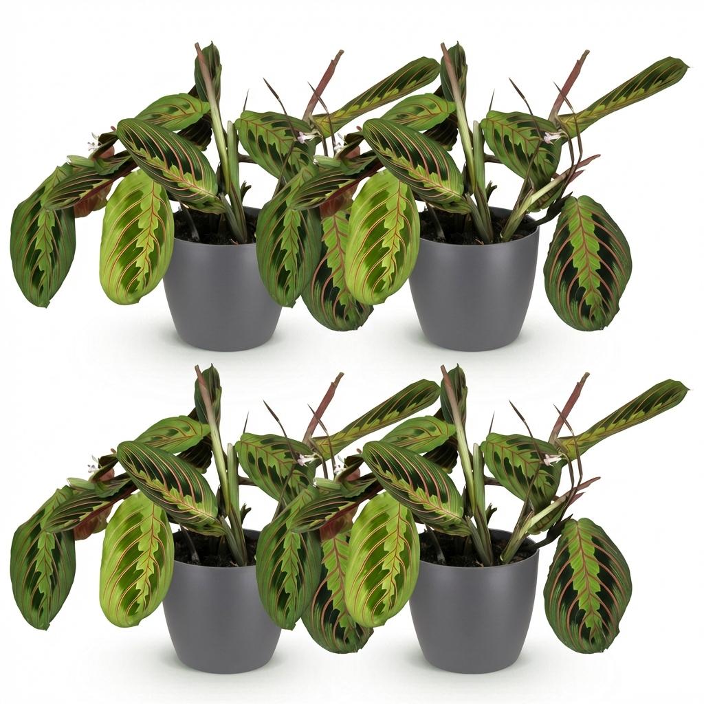 Kamerplant - Maranta Fascinator Tricolour - Gebedsplant - Huisdiervriendelijke Plant - Groen - 4 Planten - met Potter Grijs - Pot 12cm - Hoogte 25cm