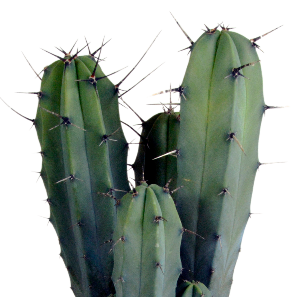 Myrtillocactus geometrizans 17 cm - zonder pot