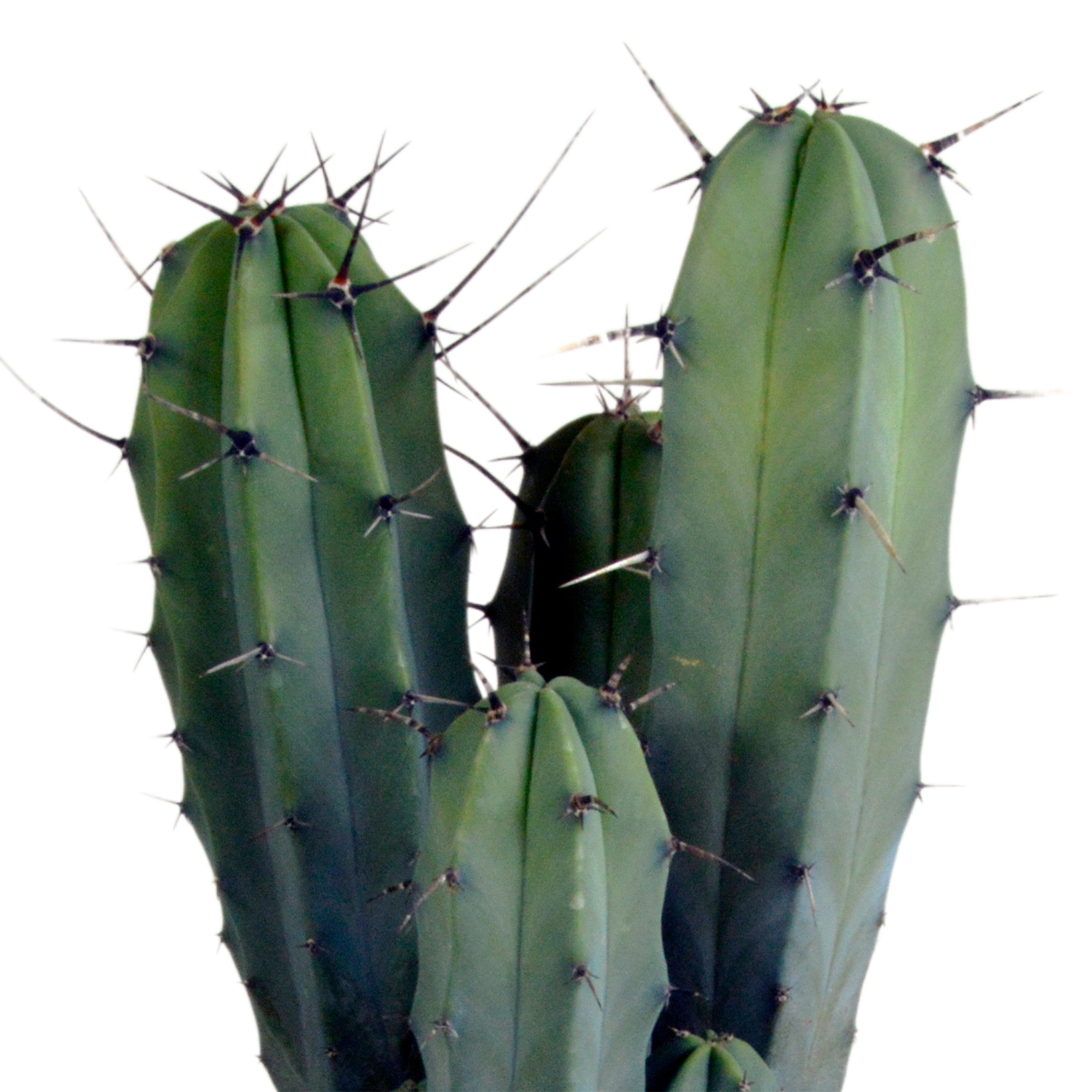 Myrtillocactus geometrizans 17 cm - zonder pot