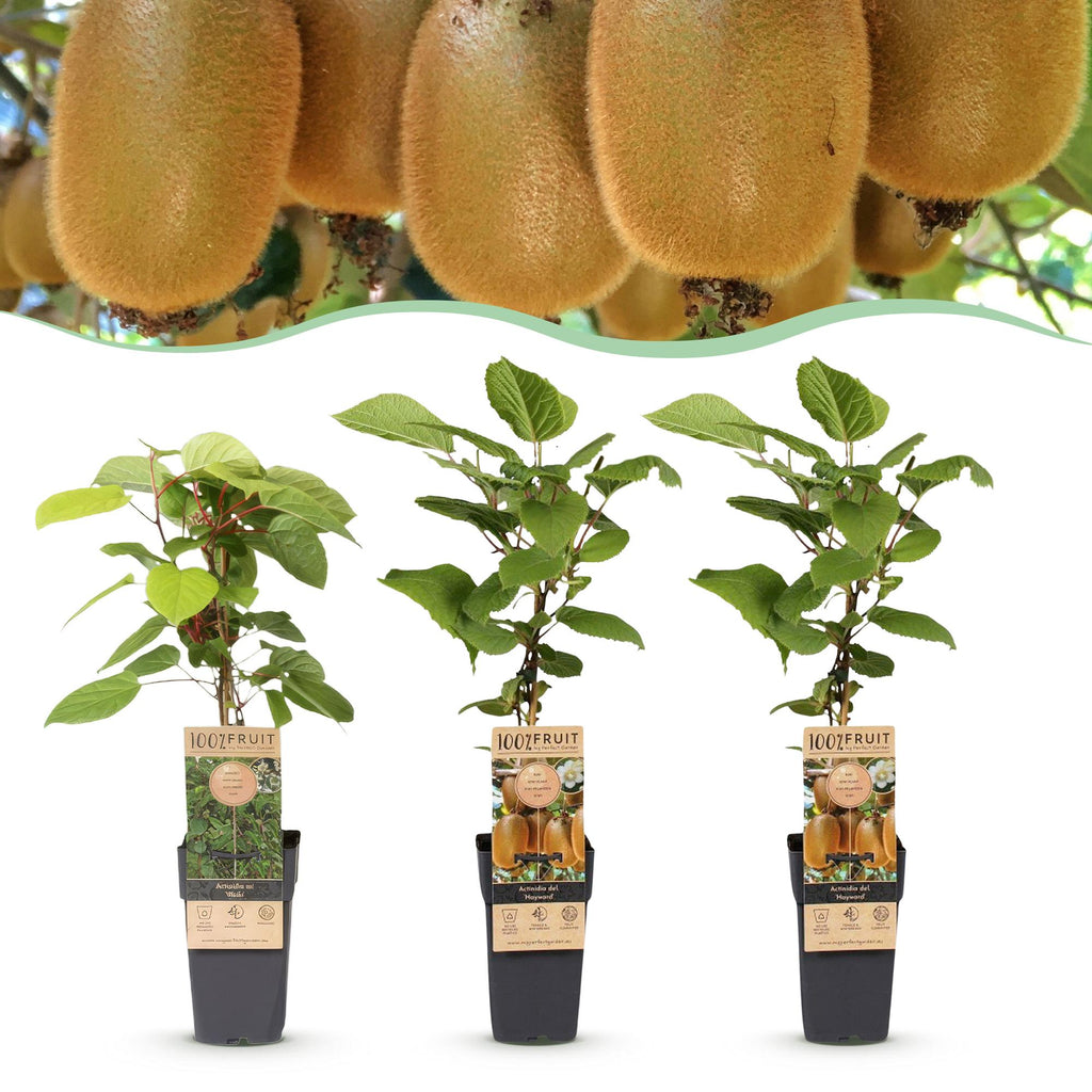 Fruitplant - Actinidia Weiki & Hayward - Kiwiplant - 1 Mannelijke - 2 Vrouwelijke - Planten - Groen - Pot 15cm - Hoogte 50cm