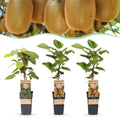 Fruitplant - Actinidia Weiki & Hayward - Kiwiplant - 1 Mannelijke - 2 Vrouwelijke - Planten - Groen - Pot 15cm - Hoogte 50cm