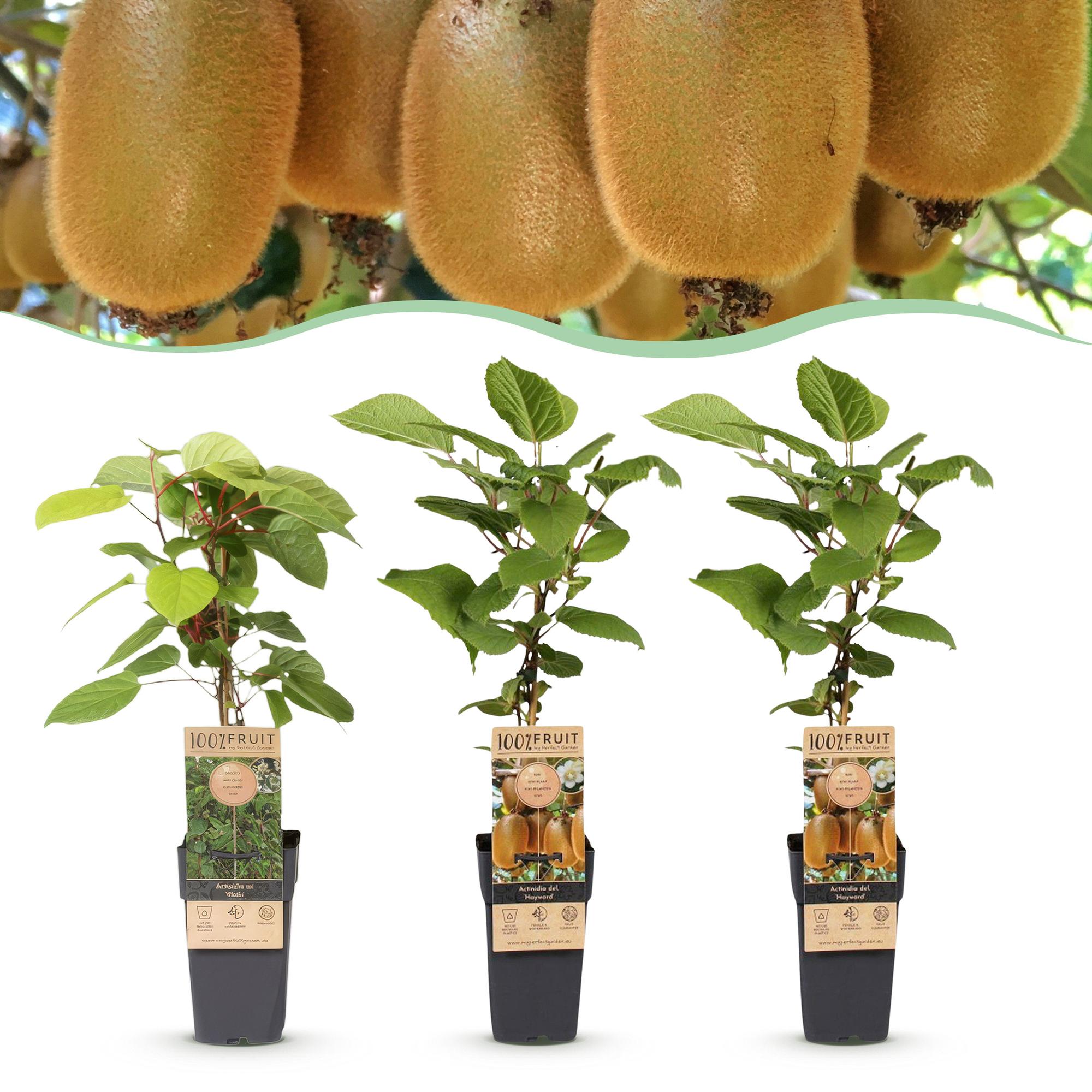 Fruitplant - Actinidia Weiki & Hayward - Kiwiplant - 1 Mannelijke - 2 Vrouwelijke - Planten - Groen - Pot 15cm - Hoogte 50cm