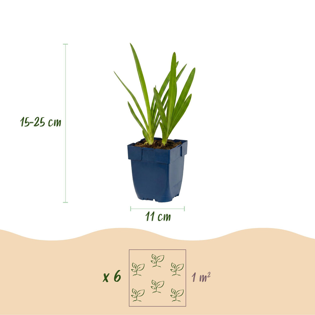 Vasteplant - Agapanthus Duo - Afrikaanse Lelie - Bijen en Vlinderlokkers - Blauw - Wit - 12 Planten - Pot 11cm - Hoogte 15-25cm