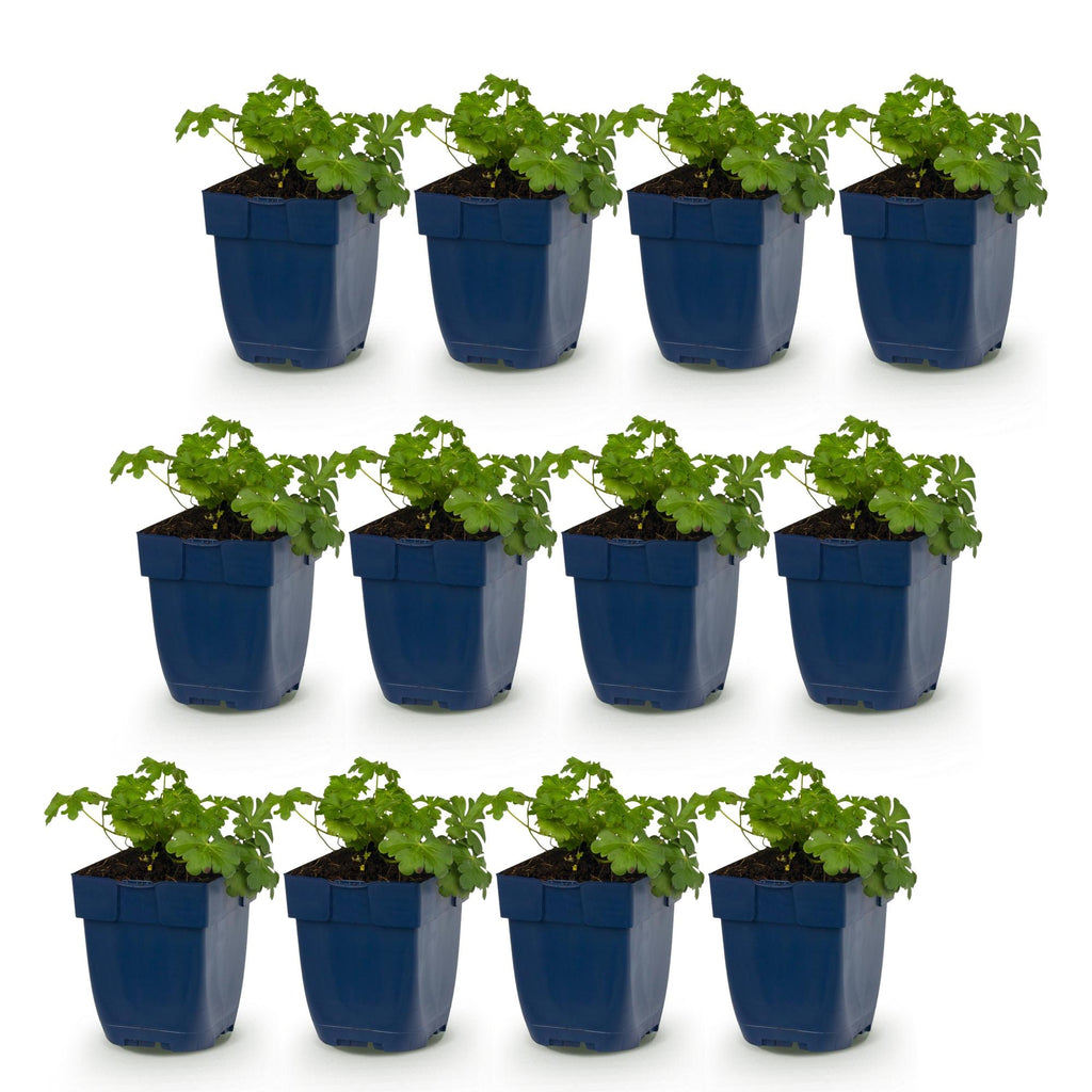 Vasteplant - Geranium cant. Cambridge - Ooievaarsbek - Bodembedekkend - Licht Roze - 12 Planten - Pot 11cm - Hoogte 15-25cm
