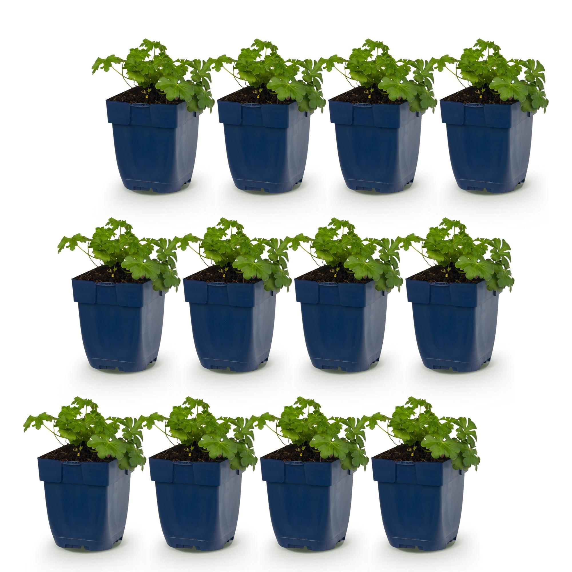 Vasteplant - Geranium cant. Cambridge - Ooievaarsbek - Bodembedekkend - Licht Roze - 12 Planten - Pot 11cm - Hoogte 15-25cm