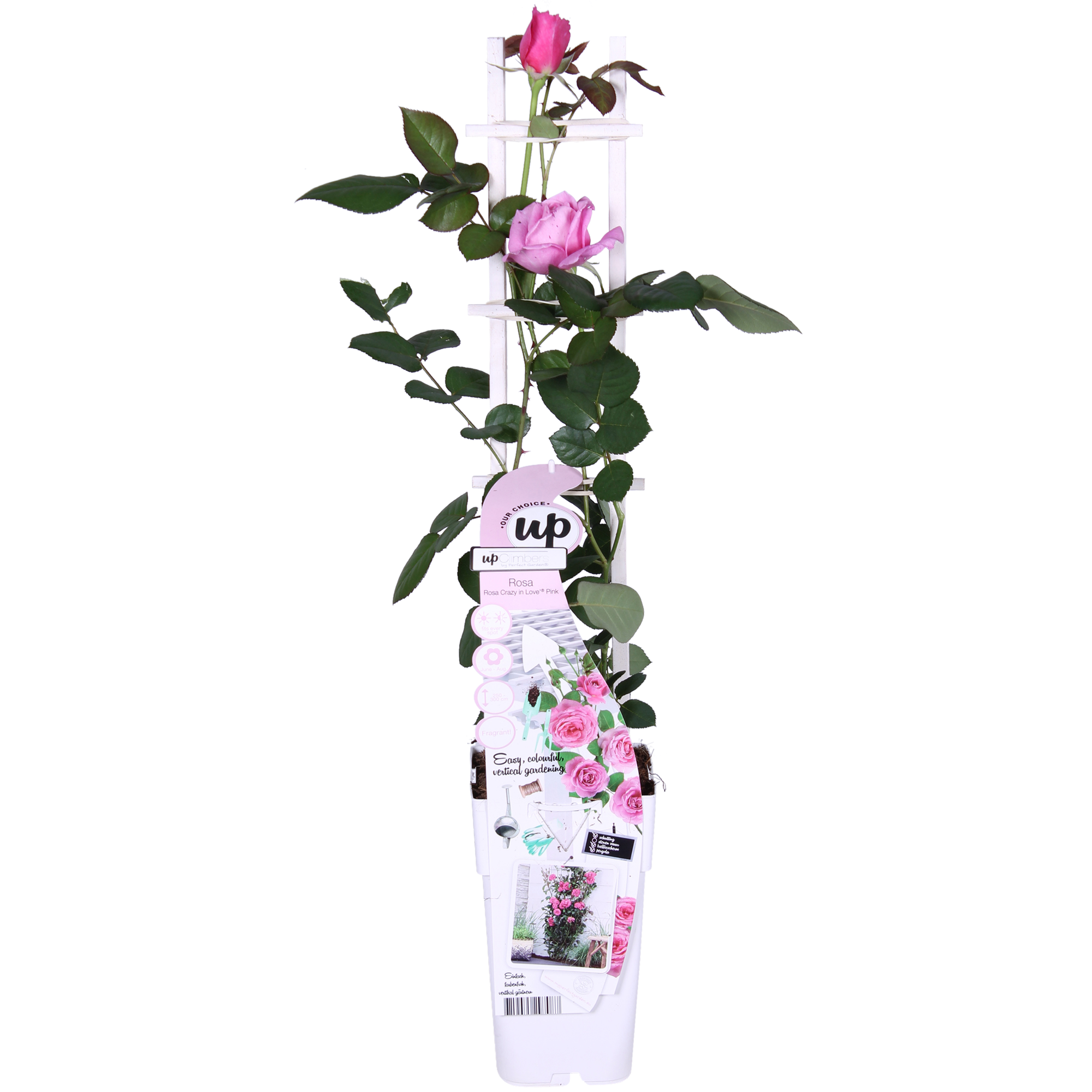 Rosa Crazy in love 'Pink' - Roze Roos - Ø15cm - ↕65cm