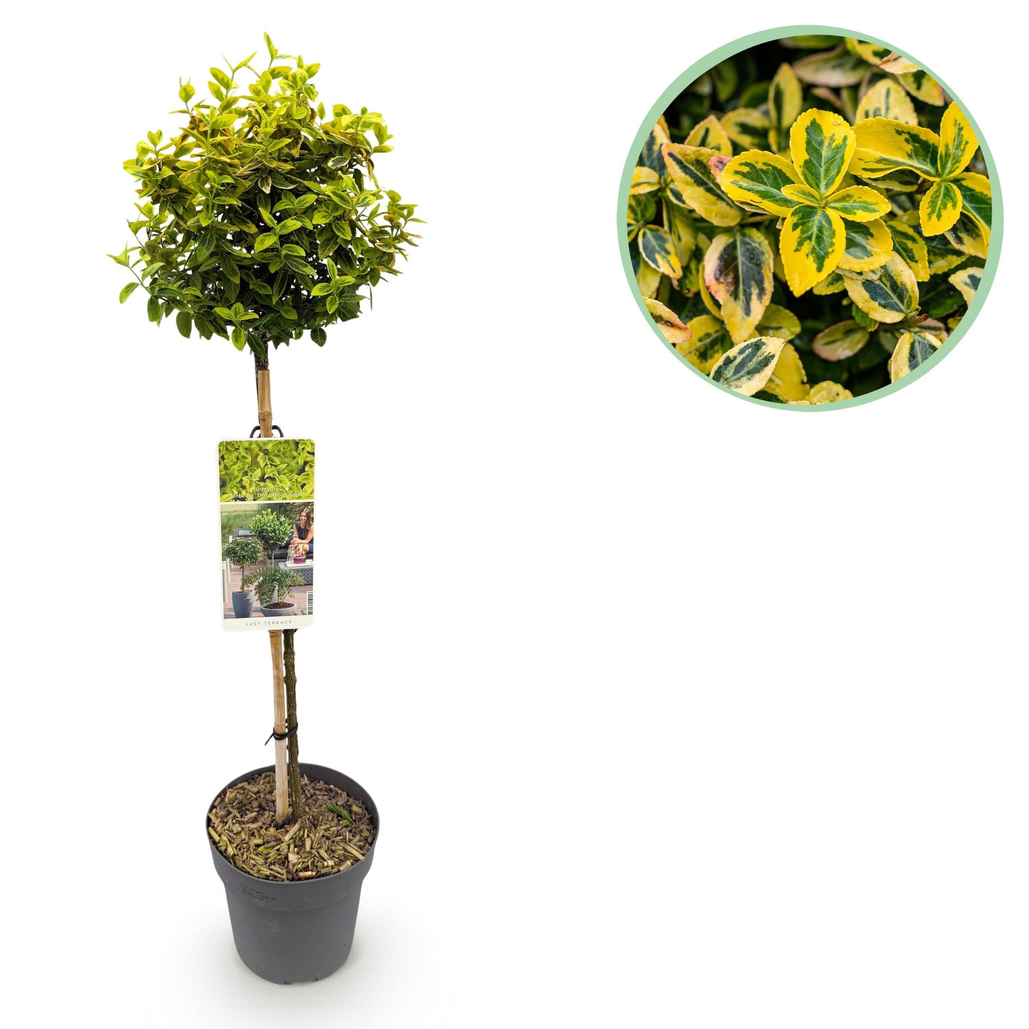 Plant op Stam - Euonymus fortunei Emerald n Gold - Terras Plant - Bladhoudend - Winterhard - Groen-Geel Blad - Pot 19cm Hoogte 90cm