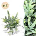 Kamerplant - Phlebodium aureum Blue Star - Blauwe Varen - Huisdiervriendelijke Plant - Blauw - 2 Planten - met Potter Wit - Pot 12cm - Hoogte 25cm