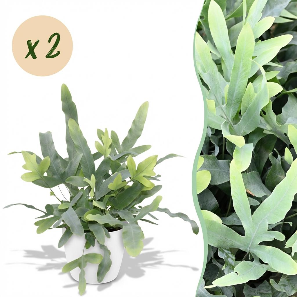 Kamerplant - Phlebodium aureum Blue Star - Blauwe Varen - Huisdiervriendelijke Plant - Blauw - 2 Planten - met Potter Wit - Pot 12cm - Hoogte 25cm