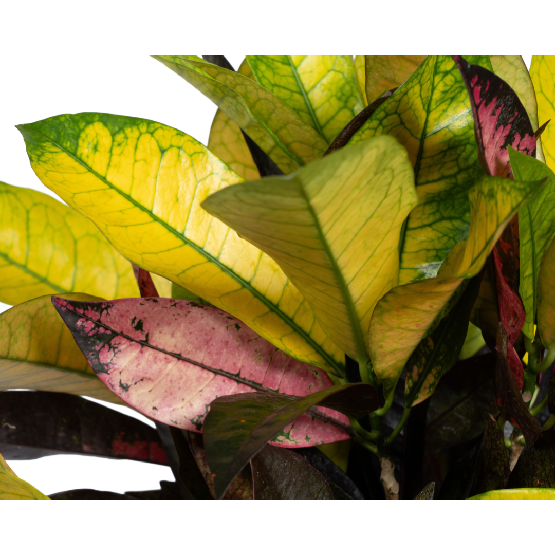 Codiaeum 'Croton' Iceton Ø17cm - ↕40 - 60cm